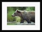 Brown Bear, Katmai National Park, Alaska by Anonymous
