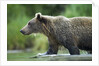 Brown Bear, Katmai National Park, Alaska by Anonymous
