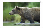 Brown Bear, Katmai National Park, Alaska by Anonymous