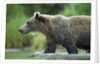 Brown Bear, Katmai National Park, Alaska by Anonymous