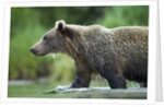 Brown Bear, Katmai National Park, Alaska by Anonymous