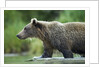 Brown Bear, Katmai National Park, Alaska by Anonymous