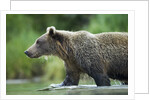 Brown Bear, Katmai National Park, Alaska by Anonymous