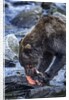 Brown Bear, Katmai National Park, Alaska by Anonymous