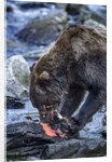 Brown Bear, Katmai National Park, Alaska by Anonymous