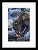 Brown Bear, Katmai National Park, Alaska by Anonymous