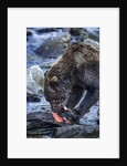Brown Bear, Katmai National Park, Alaska by Anonymous