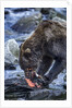 Brown Bear, Katmai National Park, Alaska by Anonymous