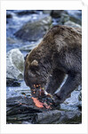 Brown Bear, Katmai National Park, Alaska by Anonymous