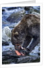 Brown Bear, Katmai National Park, Alaska by Anonymous