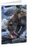 Brown Bear, Katmai National Park, Alaska by Anonymous
