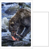 Brown Bear, Katmai National Park, Alaska by Anonymous