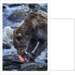 Brown Bear, Katmai National Park, Alaska by Anonymous