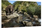 Brown Bear, Katmai National Park, Alaska by Anonymous