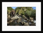 Brown Bear, Katmai National Park, Alaska by Anonymous