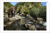 Brown Bear, Katmai National Park, Alaska by Anonymous