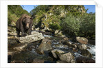Brown Bear, Katmai National Park, Alaska by Anonymous