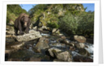 Brown Bear, Katmai National Park, Alaska by Anonymous