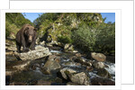 Brown Bear, Katmai National Park, Alaska by Anonymous