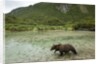 Brown Bear, Katmai National Park, Alaska by Anonymous