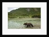 Brown Bear, Katmai National Park, Alaska by Anonymous
