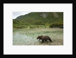 Brown Bear, Katmai National Park, Alaska by Anonymous