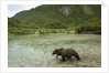 Brown Bear, Katmai National Park, Alaska by Anonymous