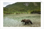 Brown Bear, Katmai National Park, Alaska by Anonymous