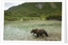 Brown Bear, Katmai National Park, Alaska by Anonymous