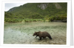 Brown Bear, Katmai National Park, Alaska by Anonymous