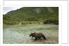 Brown Bear, Katmai National Park, Alaska by Anonymous