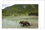 Brown Bear, Katmai National Park, Alaska by Anonymous