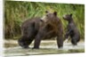 Brown Bear Mother and Cub, Katmai National Park, Alaska by Anonymous