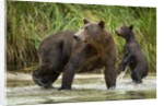 Brown Bear Mother and Cub, Katmai National Park, Alaska by Anonymous
