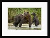 Brown Bear Mother and Cub, Katmai National Park, Alaska by Anonymous