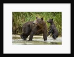 Brown Bear Mother and Cub, Katmai National Park, Alaska by Anonymous
