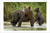 Brown Bear Mother and Cub, Katmai National Park, Alaska by Anonymous