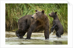 Brown Bear Mother and Cub, Katmai National Park, Alaska by Anonymous
