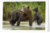 Brown Bear Mother and Cub, Katmai National Park, Alaska by Anonymous