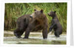 Brown Bear Mother and Cub, Katmai National Park, Alaska by Anonymous