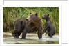 Brown Bear Mother and Cub, Katmai National Park, Alaska by Anonymous