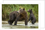 Brown Bear Mother and Cub, Katmai National Park, Alaska by Anonymous