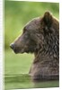 Brown Bear, Katmai National Park, Alaska by Anonymous