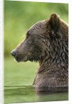 Brown Bear, Katmai National Park, Alaska by Anonymous
