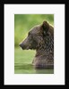 Brown Bear, Katmai National Park, Alaska by Anonymous