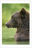 Brown Bear, Katmai National Park, Alaska by Anonymous