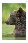 Brown Bear, Katmai National Park, Alaska by Anonymous