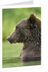 Brown Bear, Katmai National Park, Alaska by Anonymous