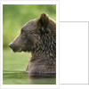 Brown Bear, Katmai National Park, Alaska by Anonymous