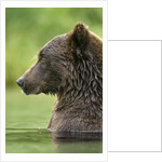 Brown Bear, Katmai National Park, Alaska by Anonymous